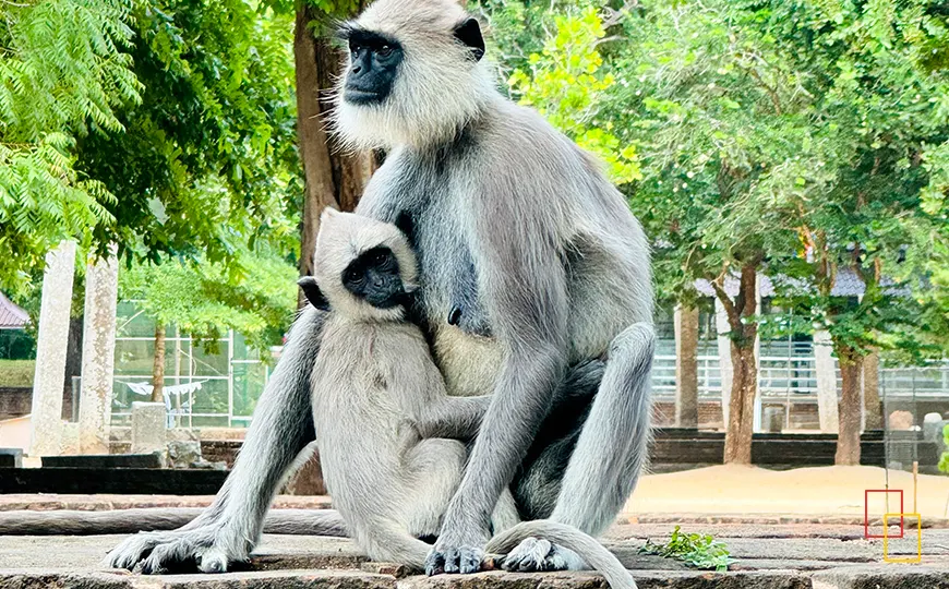 Langur gris entre estupas y árboles sagrados en Anuradhapura