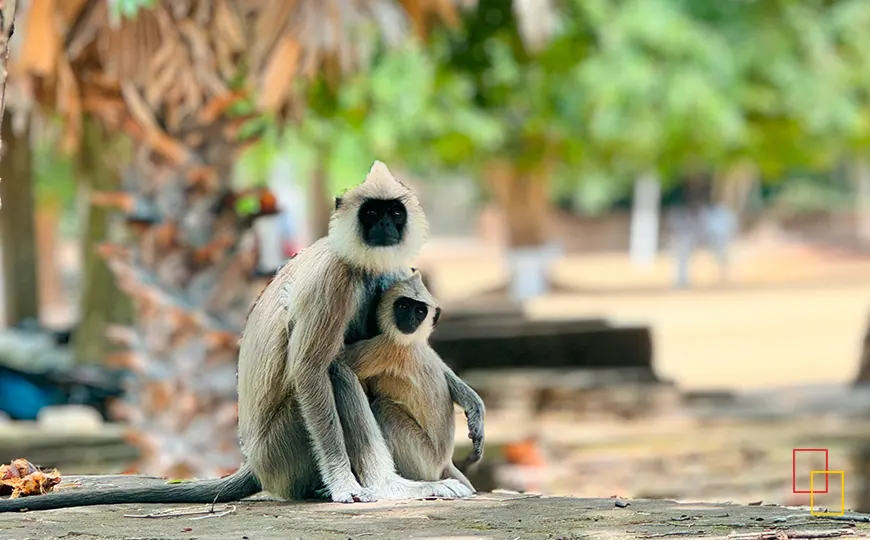 Estupas históricas en Anuradhapura, Sri Lanka
