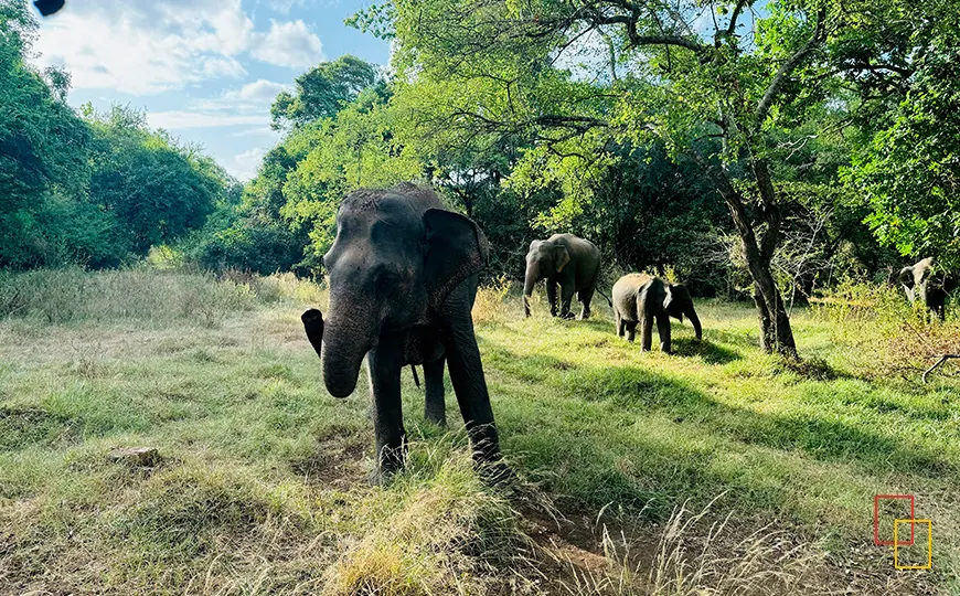 Elefante con cría en safari en Minneriya