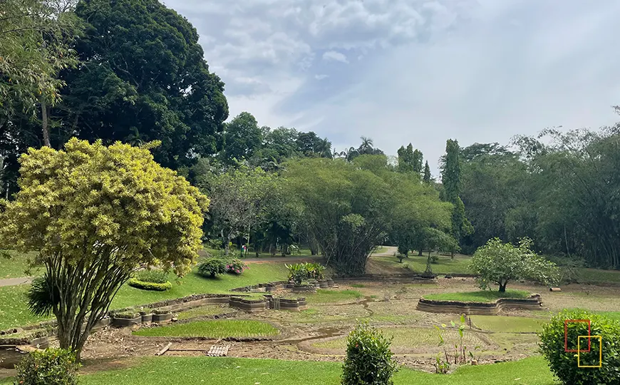 Paseo entre palmeras en los jardines de Peradeniya