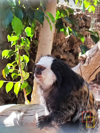 Tamarino cabeza de algodón