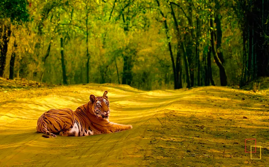 Tigre de Bengala descansando en la selva, India
