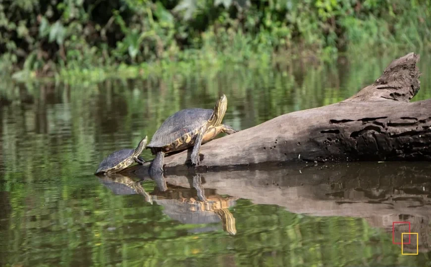 Tortuga fotografiada en un entorno natural de Costa Rica