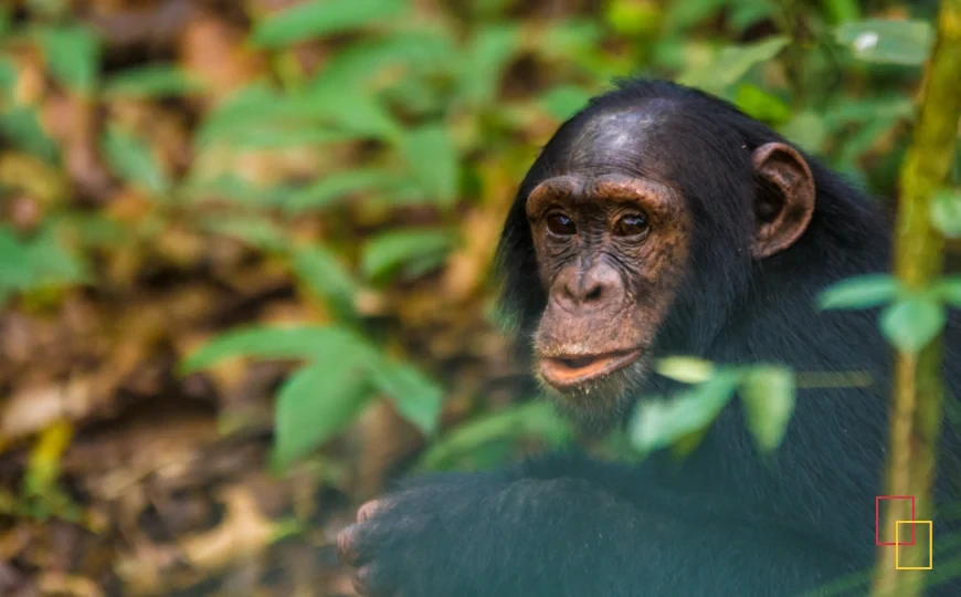 Chimpancés en Kibale National Park, Uganda