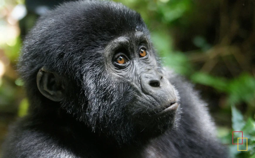 Gorila de montaña en Bwindi, Uganda