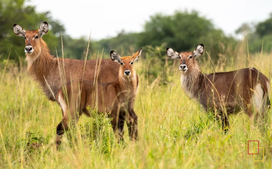 Kidepo Valley National Park, Uganda