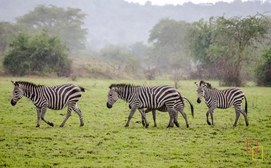Cebras en Lake Mburo National Park, Uganda