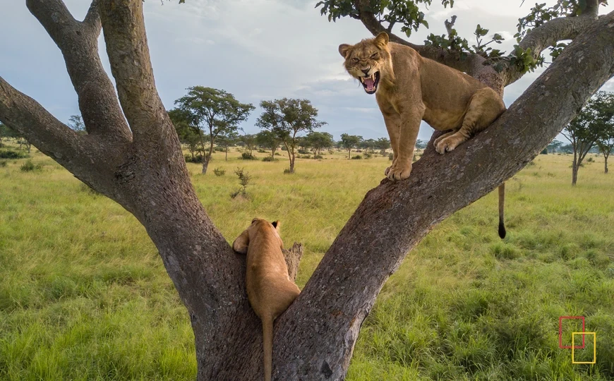 Leones trepadores en Ishasha, Uganda