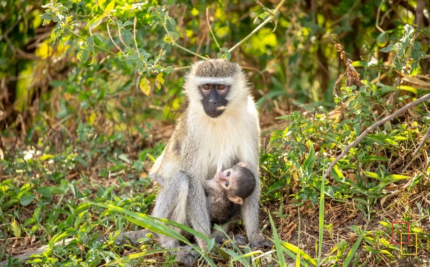 Elefantes en Queen Elizabeth National Park, Uganda