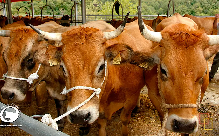 Vaca Casina o Asturiana de la Montaña en muestra ganadera