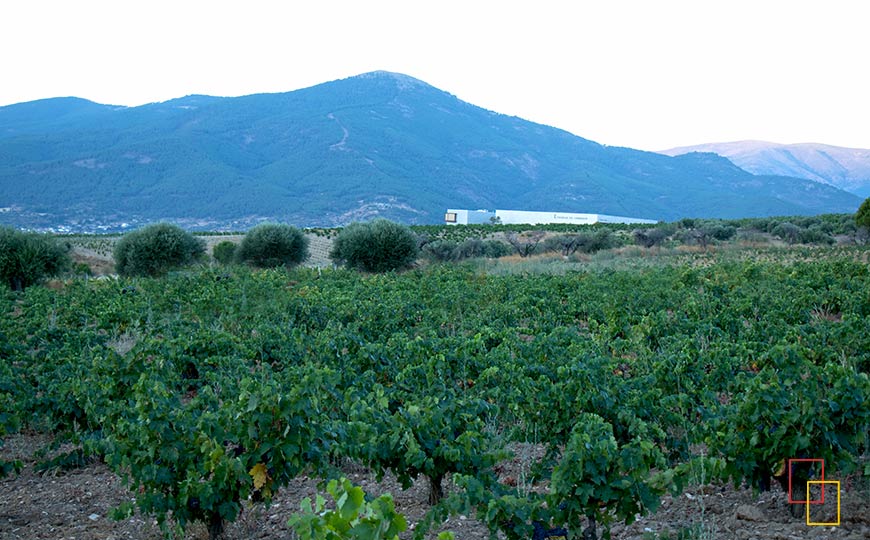 Viñedos de Tierras de Cebreros
