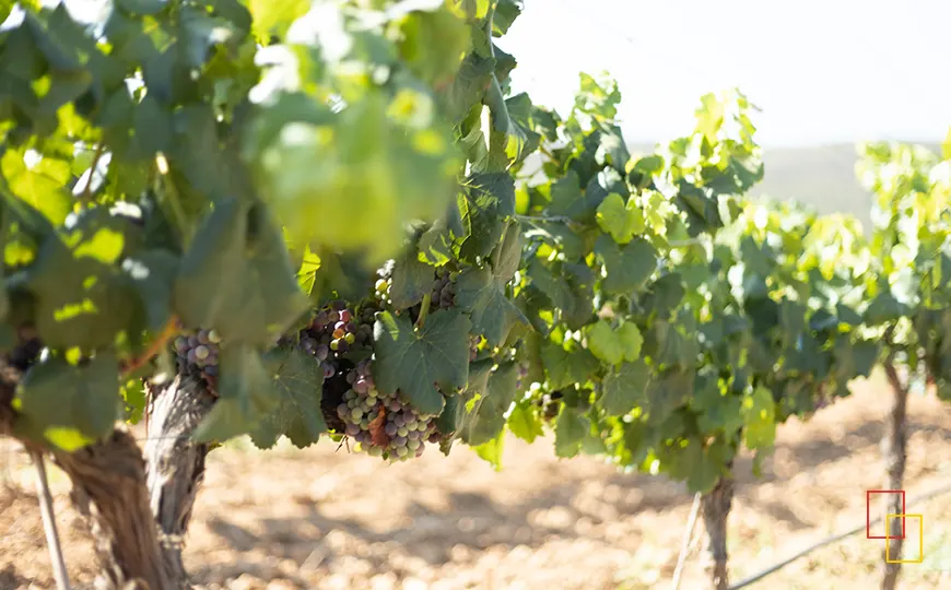 Racimos de uvas en envero en los viñedos de Vegamar Bodegas en el Alto Turia, Valencia