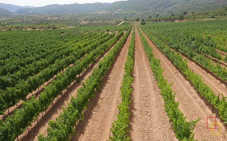Panorámica de los viñedos de Vegamar Bodegas en el Alto Turia, en Calles (Valencia), con montes al fondo