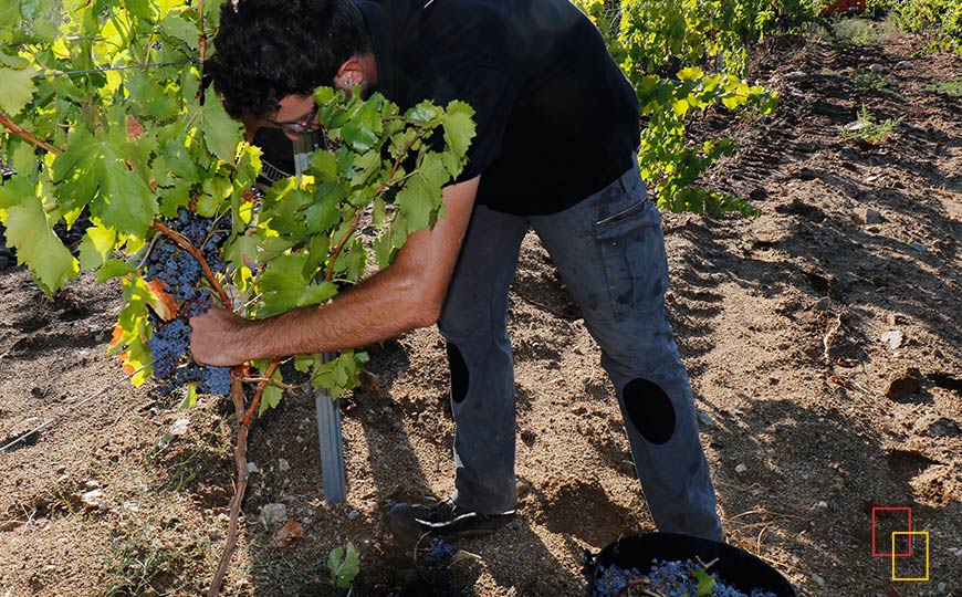 Recogida de la uva de las viñas en temporada de recolección