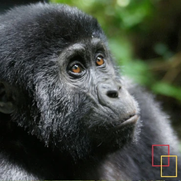 Viajar a Uganda desde España: safari de 14 días, gorilas de montaña en Bwindi, chimpancés y parques nacionales