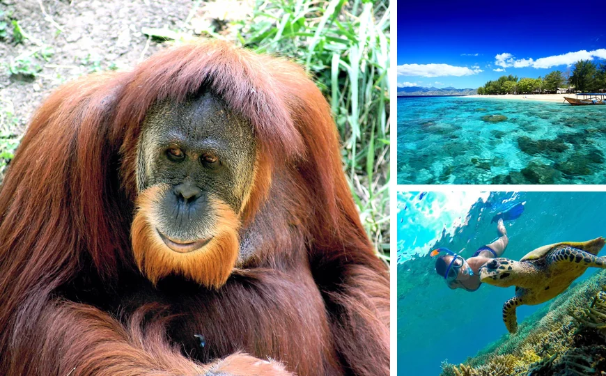 Viaje de novios a Indonesia con orangutanes en Borneo, playas de Gili y snorkel en Komodo