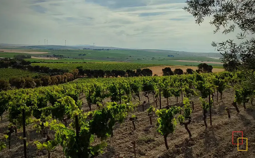 Viñedos del Marco de Jerez en el entorno de Sanlúcar de Barrameda