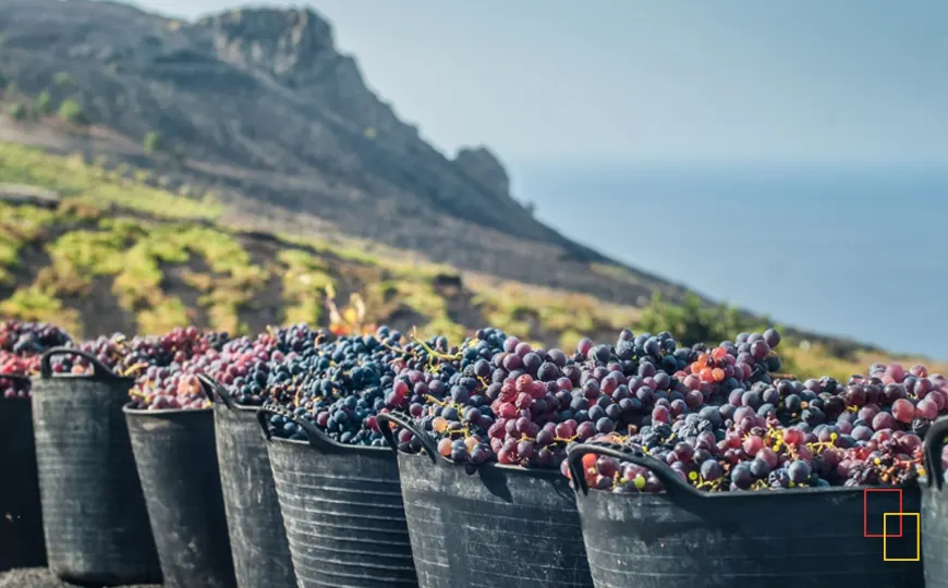 Vinos con D.O. y productos gastronómicos de La Palma