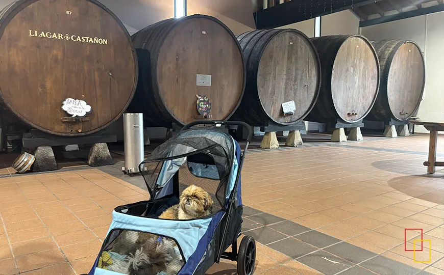 Perros pequeños en carro durante la visita guiada en el llagar