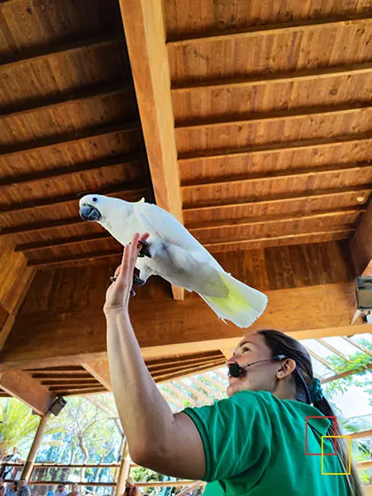 exhibicion de vuelo de aves rapaces
