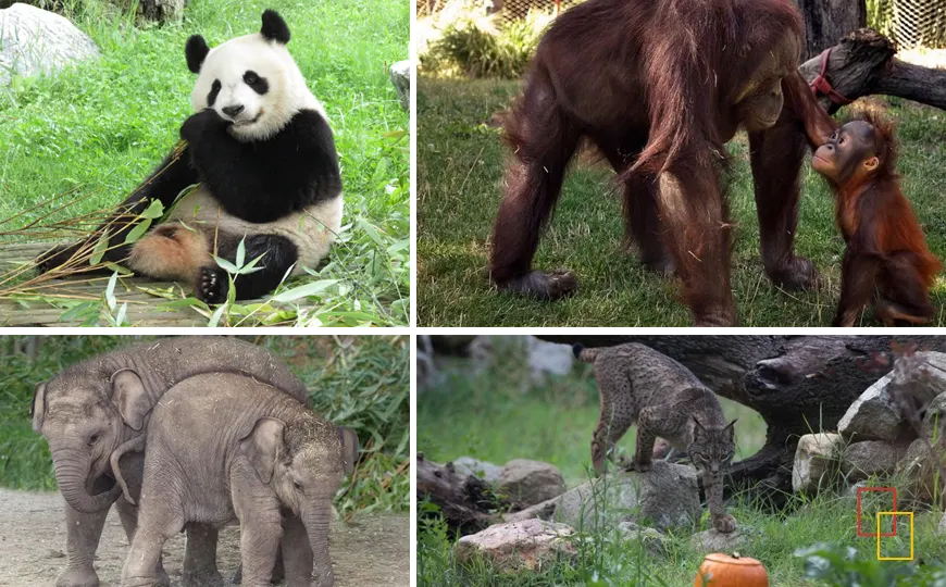 Visita al Zoo Aquarium de Madrid